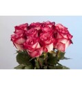 ΤΡΙΑΝΤΑΦΥΛΛΑ ΔΙΧΡΩΜΑ 60εκ. εισαγ.ROSEN  DOUBLE FASHION 60cm 